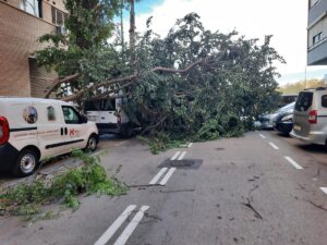Árbol caído sobre la calzada en la calle Rafelguaraf